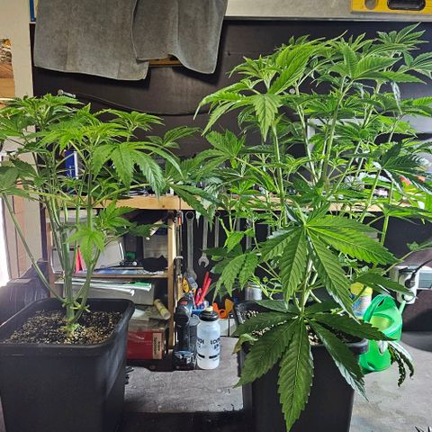 LEMON growlog timeline photo