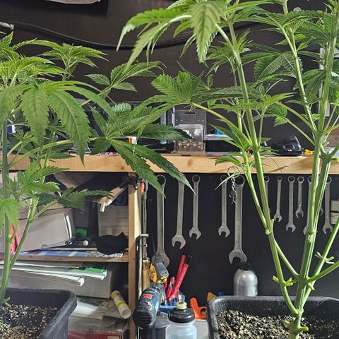 LEMON growlog timeline photo
