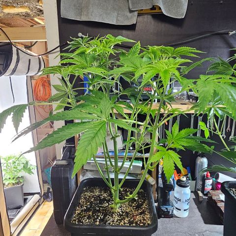 LEMON growlog timeline photo