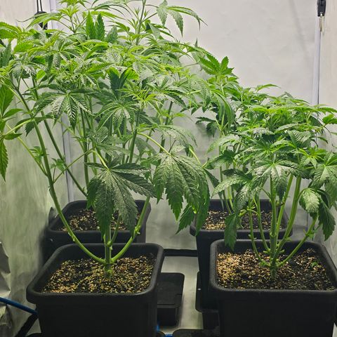 Banana Daddy R1 growlog timeline photo