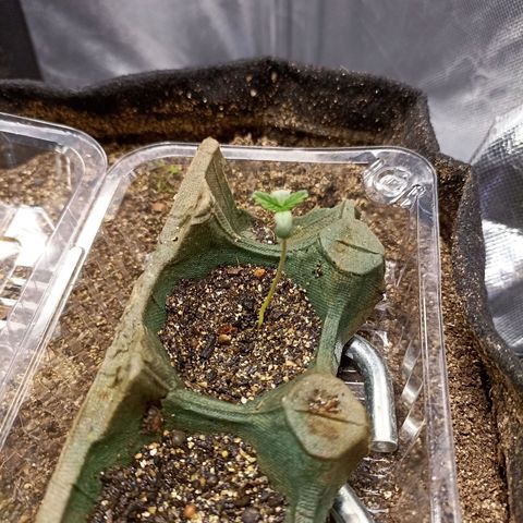 OG Kush - Azul growlog timeline photo