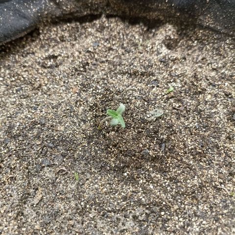 OG Kush - Azul growlog photo: Transplantada para vaso