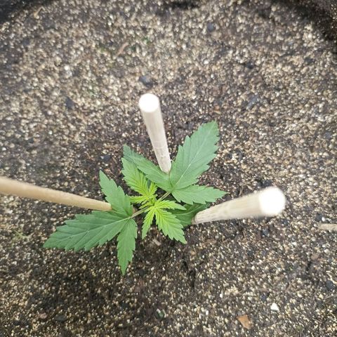 Northen light - Vermelho  growlog timeline photo