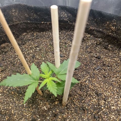 Northen light - Vermelho  growlog timeline photo