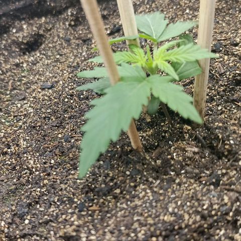 Northen light - Vermelho  growlog timeline photo