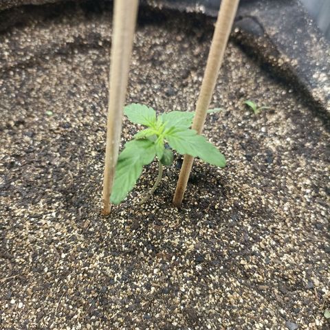 OG Kush - Azul growlog timeline photo