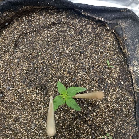 OG Kush - Azul growlog timeline photo