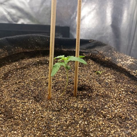 OG Kush - Azul growlog timeline photo