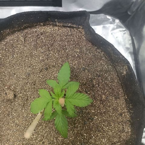 OG Kush - Azul growlog timeline photo