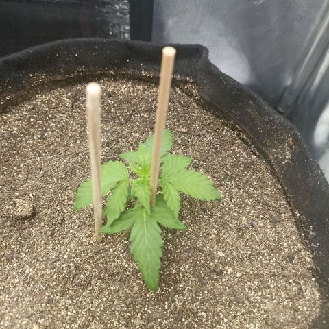 OG Kush - Azul growlog timeline photo