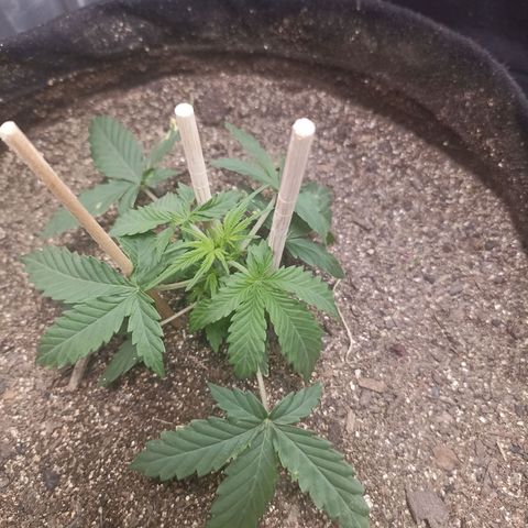 Northen light - Vermelho  growlog timeline photo