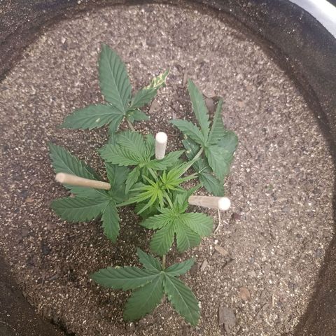 Northen light - Vermelho  growlog timeline photo