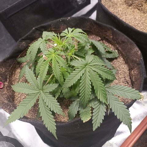 Northen light - Vermelho  growlog timeline photo