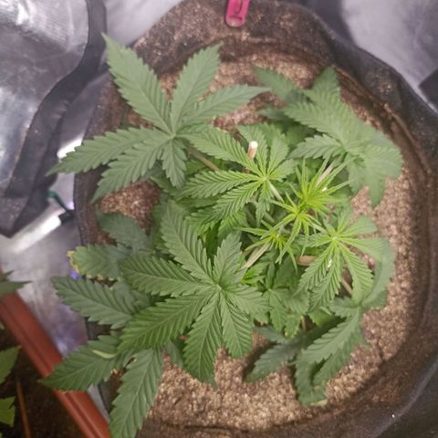 Northen light - Vermelho  growlog timeline photo