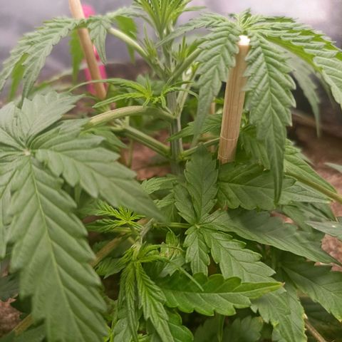 Northen light - Vermelho  growlog timeline photo