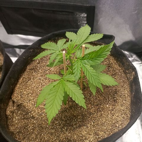OG Kush - Azul growlog timeline photo