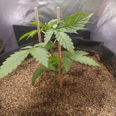 OG Kush - Azul growlog timeline photo