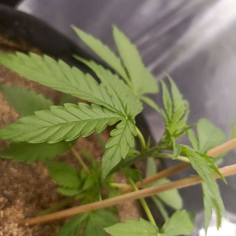 OG Kush - Azul growlog timeline photo
