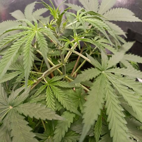 Northen light - Vermelho  growlog timeline photo