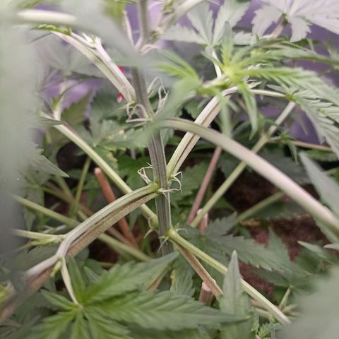Northen light - Vermelho  growlog timeline photo