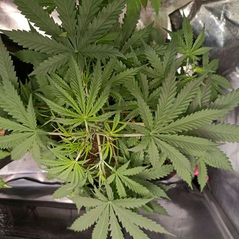 Northen light - Vermelho  growlog timeline photo
