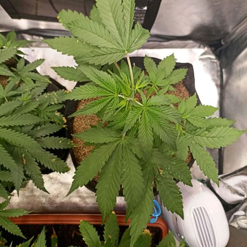 OG Kush - Azul growlog timeline photo