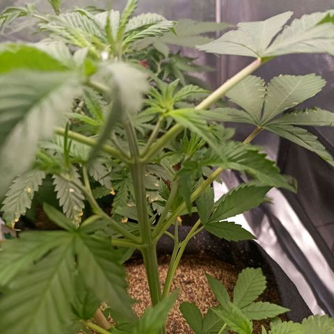 OG Kush - Azul growlog timeline photo