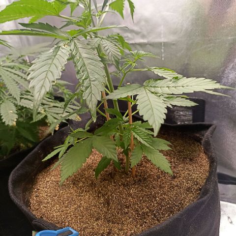 OG Kush - Azul growlog timeline photo