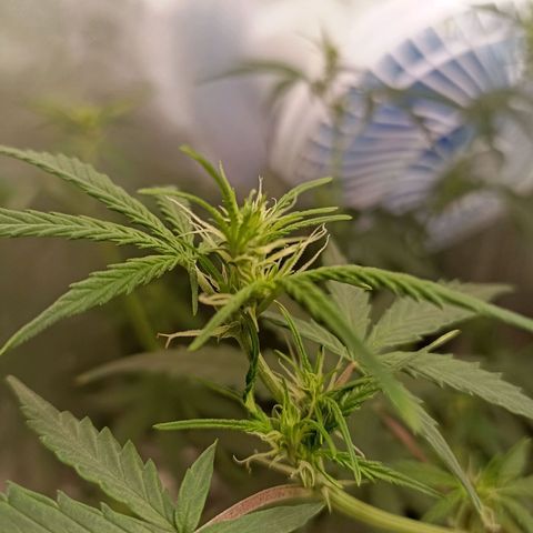 Northen light - Vermelho  growlog timeline photo