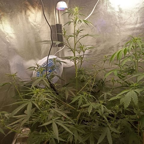 Northen light - Vermelho  growlog timeline photo