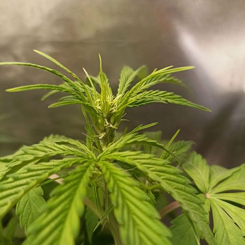 OG Kush - Azul growlog timeline photo