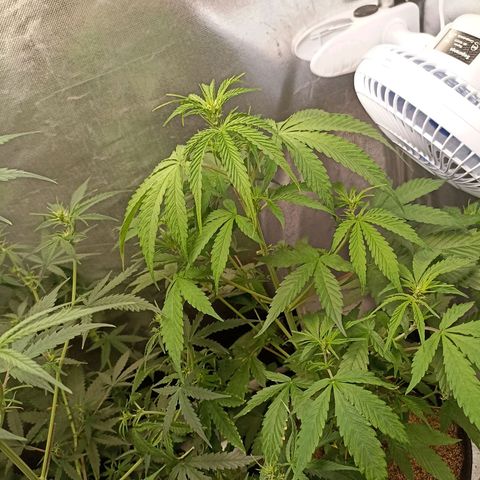OG Kush - Azul growlog timeline photo