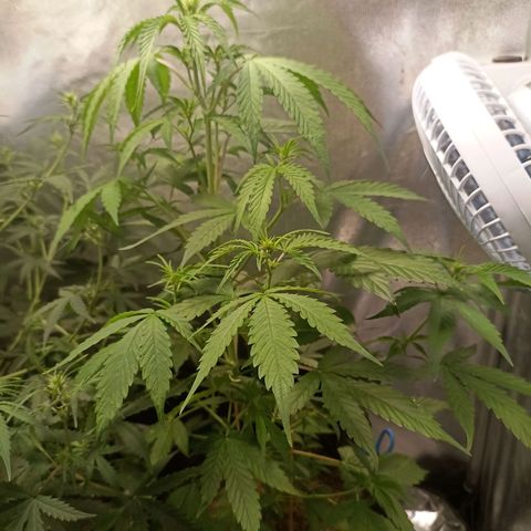 OG Kush - Azul growlog timeline photo