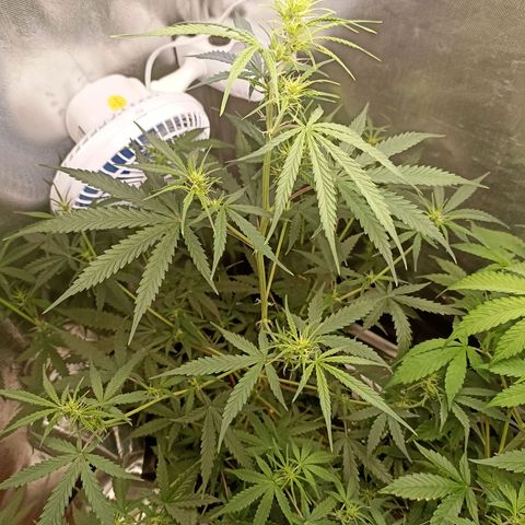 Northen light - Vermelho  growlog timeline photo