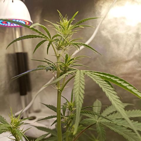 Northen light - Vermelho  growlog timeline photo