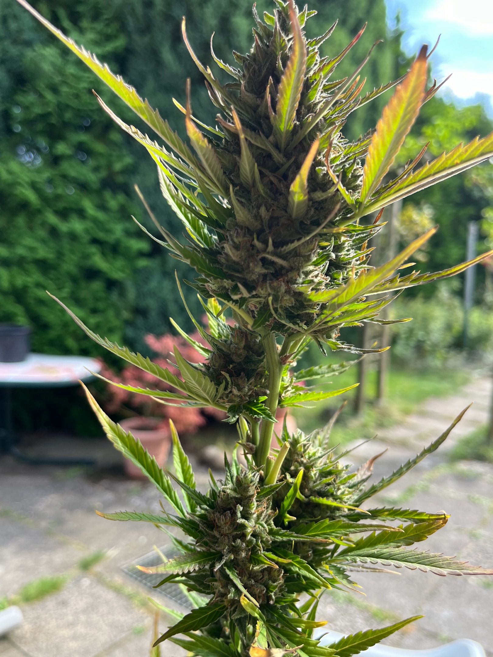 Wedding Cheesecake Auto. (Fastbuds) growlog header