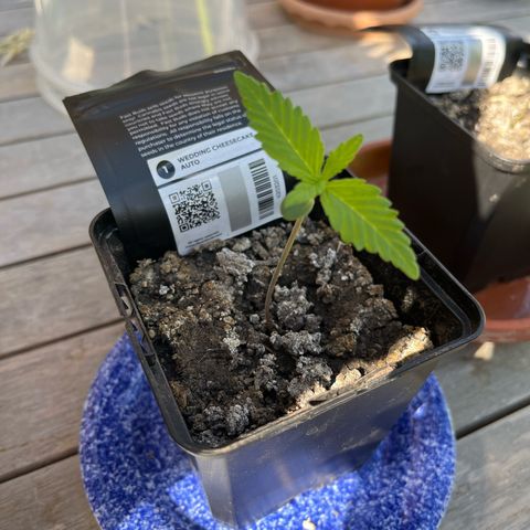 Wedding Cheesecake Auto. (Fastbuds) growlog photo