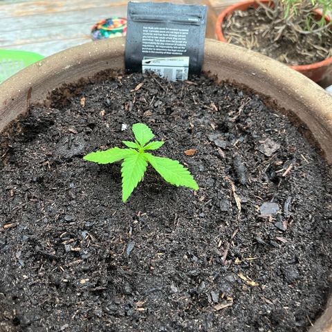 Wedding Cheesecake Auto. (Fastbuds) growlog photo