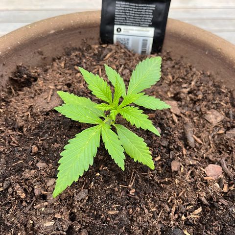 Wedding Cheesecake Auto. (Fastbuds) growlog photo