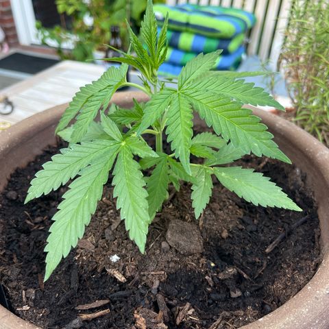 Wedding Cheesecake Auto. (Fastbuds) growlog photo
