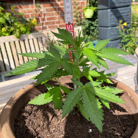 Wedding Cheesecake Auto. (Fastbuds) growlog photo: 18cm