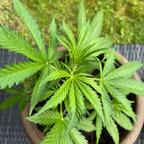 Wedding Cheesecake Auto. (Fastbuds) growlog photo: Vorblüte, 20cm