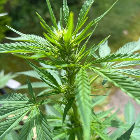 Wedding Cheesecake Auto. (Fastbuds) growlog timeline photo