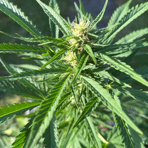Wedding Cheesecake Auto. (Fastbuds) growlog timeline photo
