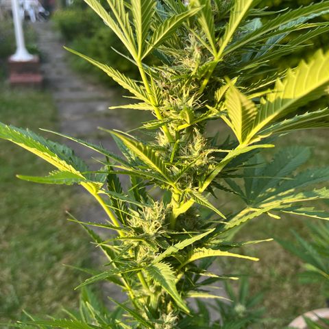 Wedding Cheesecake Auto. (Fastbuds) growlog timeline photo