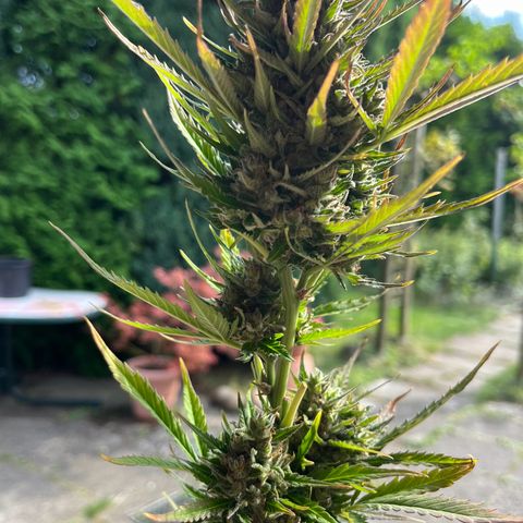 Wedding Cheesecake Auto. (Fastbuds) growlog timeline photo