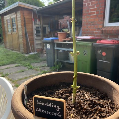 Wedding Cheesecake Auto. (Fastbuds) growlog timeline photo