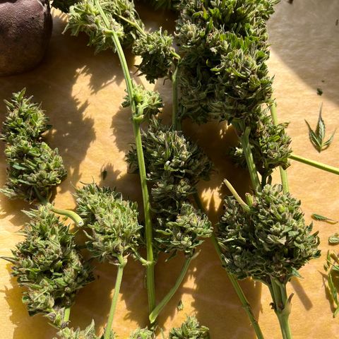 Wedding Cheesecake Auto. (Fastbuds) growlog timeline photo
