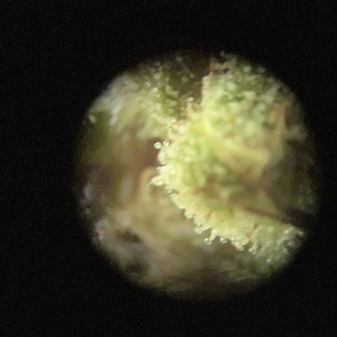 Wedding Cheesecake Auto. (Fastbuds) growlog timeline photo