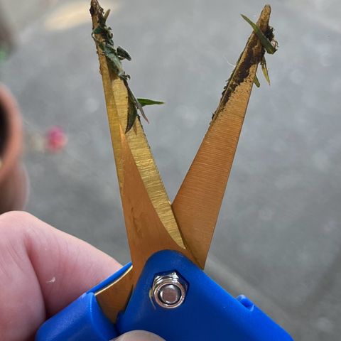 Wedding Cheesecake Auto. (Fastbuds) growlog timeline photo
